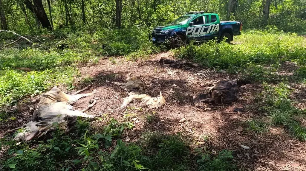Imagem de compartilhamento para o artigo Fazendeiro é multado em quase R$ 500 mil por deixar gado morrer de fome em Cassilândia da MS Todo dia